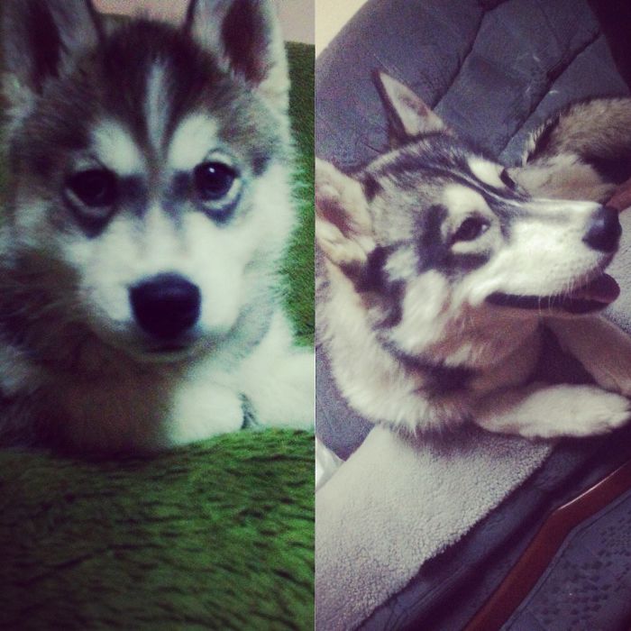 Mars The Husky - 3 Months And A Year After :)