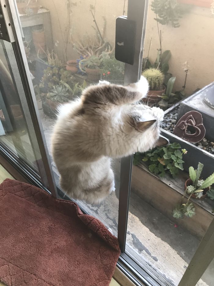 I See Pigeon Out There