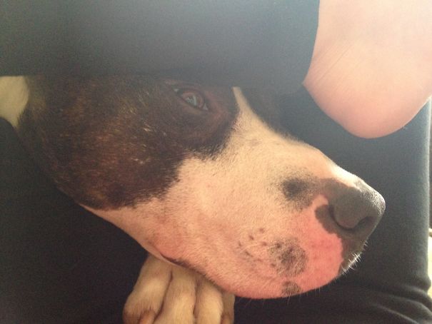 My Dog Gronk Will Stick His Head Through My Legs Whenever I Cross Them