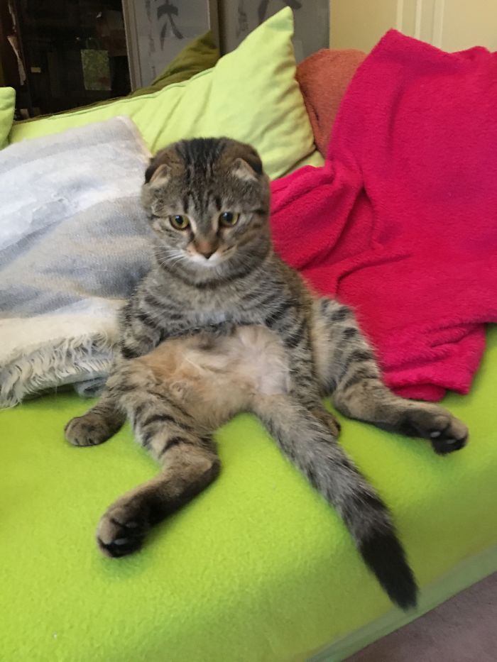 My Cat Likes To Chill On My Couch