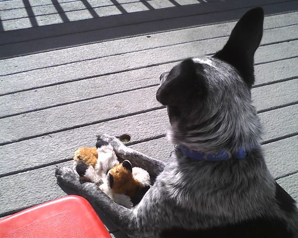 I Went Outside For A Smoke And My Guy Guy Brought His Foxy Out To Guard Me.