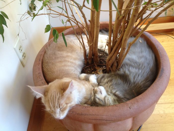 Deprived Indoor Kitties.