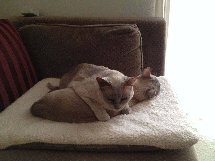 Mischa Loved (our Late) Tasha. She Loved Her So Much She Often Napped On Her Rather Than Next To Her. Tasha Never Seemed To Mind.