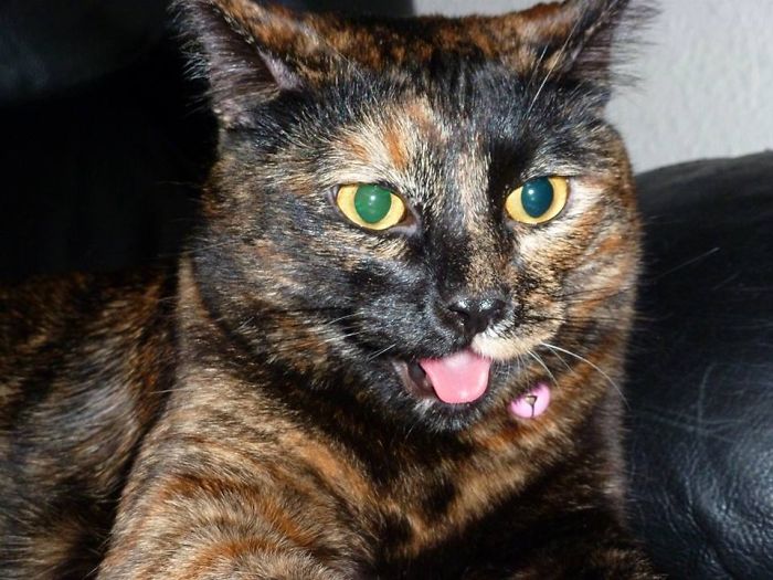 When She Plays Hard She Pants Like A Doggie...lol