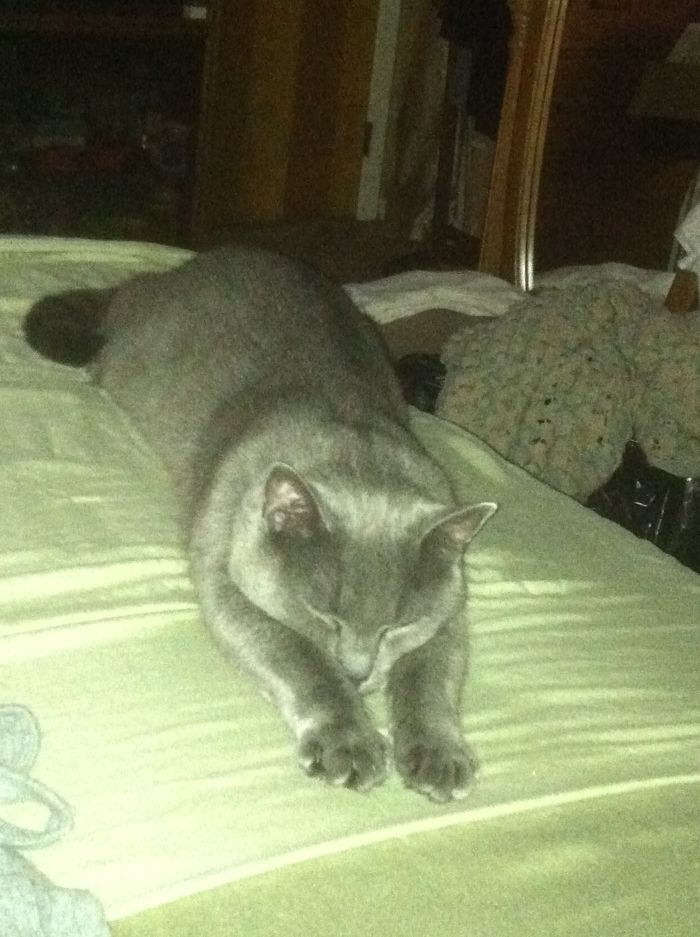 He's Dreaming He's Supercat