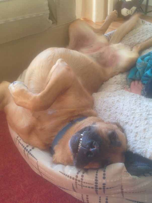 I Think She Wants A Belly Rub.