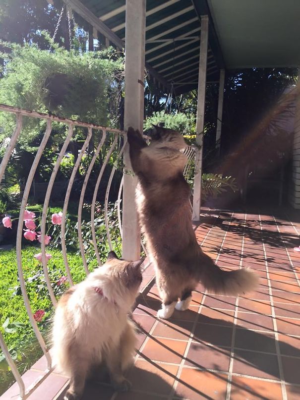 Koda Is Warming His Tummy In The ☀️