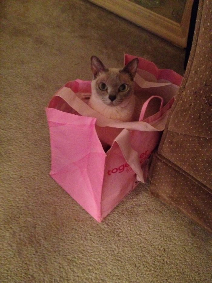 Mischa Loves To Get Into My Recyclable Bags.