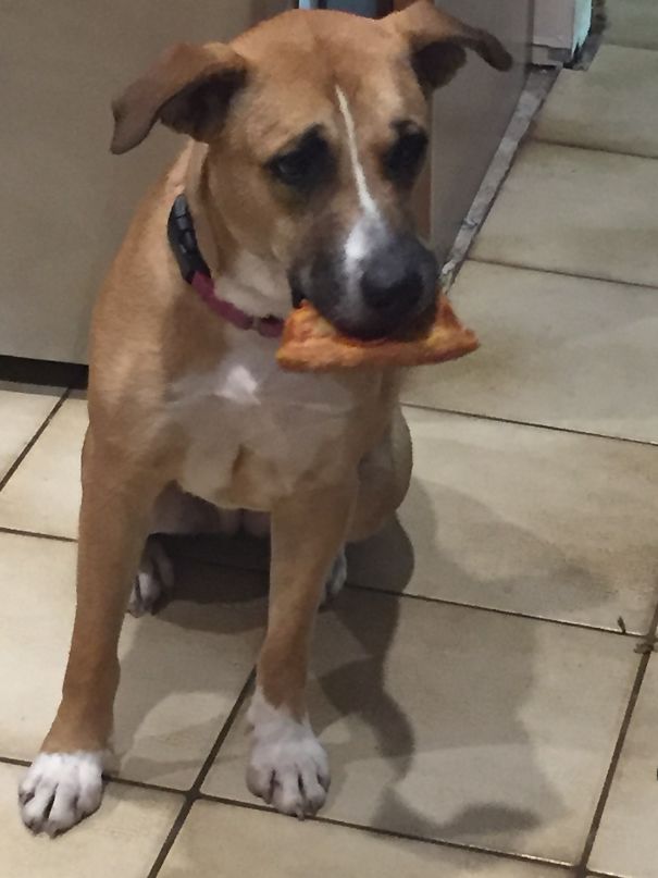 She Stole Pizza But Refused To Look At Us When We Caught Her.