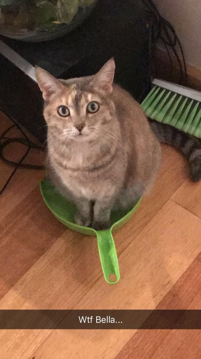 If I Fits, I Sits! Also, Your House Is A Mess. Because Of Me.