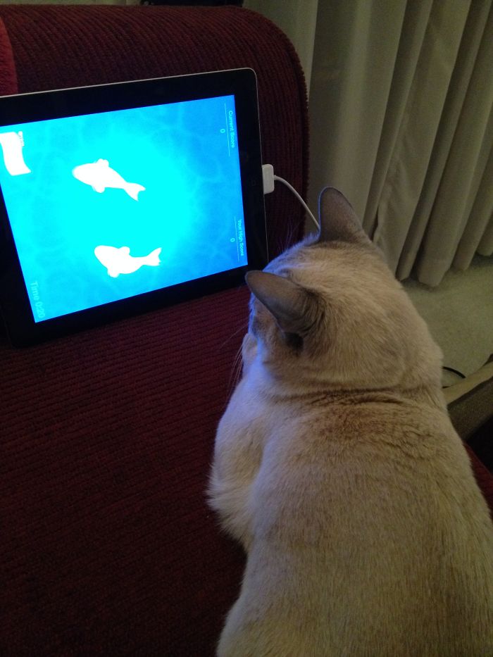 Mischa Likes To Watch The Friskies Fish App On My Ipad But She Has No Interest In Trying To Catch Them.