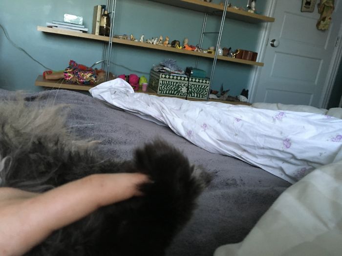 My Cat Holds My Finger So He Can Fall Asleep