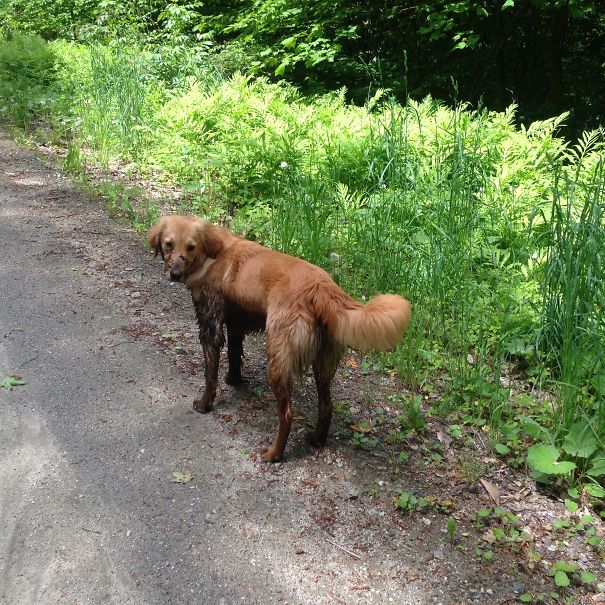 Puppy Piper Loves The Mud!