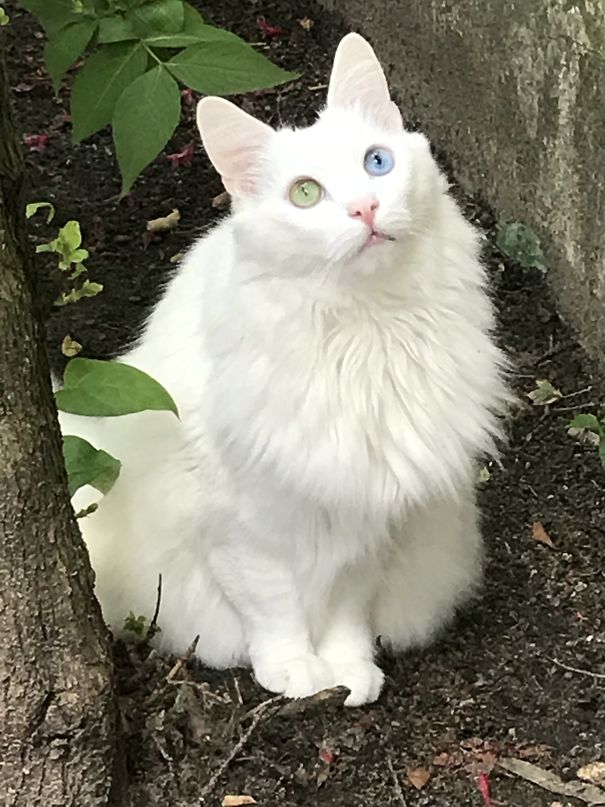 Bowie Blu Nipped Out........lol