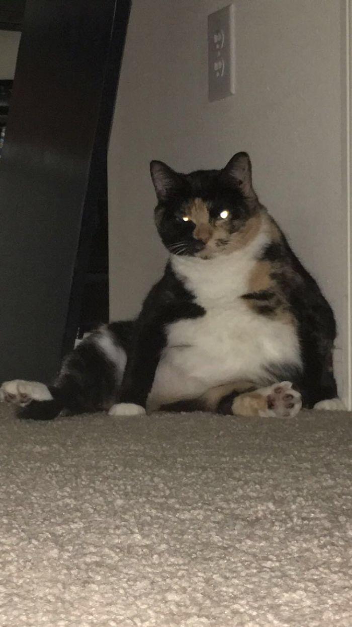 Fat And Happy. At Least Half True.