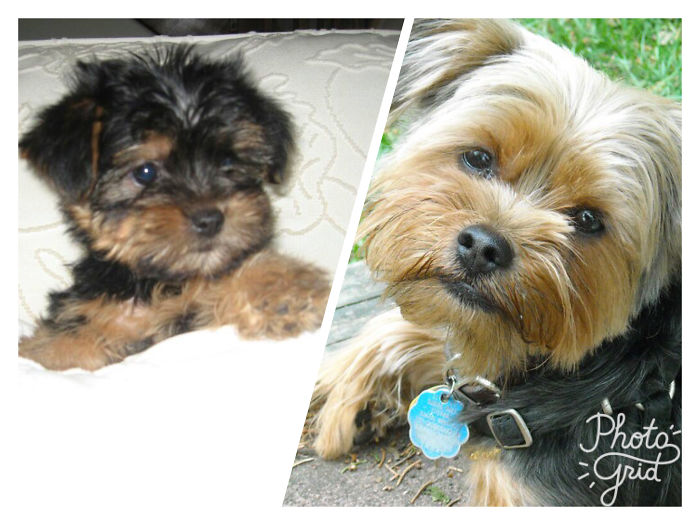 Buster At 8 Weeks.. Buster 8 Years....