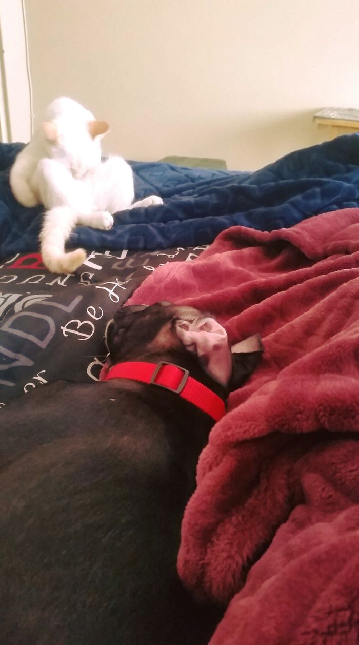 He Is Sucking His Own Nipple. Infront Of An Innocent Pitt Bull Puppy.