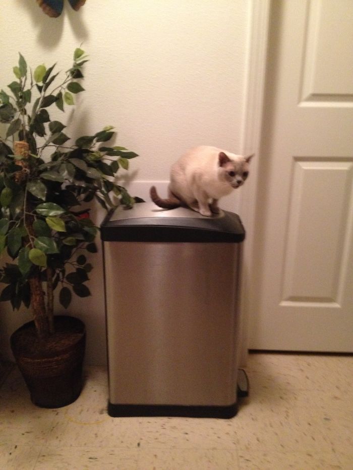 Mischa Discovered A New Place On Which To Sit And Talk To Me While I Am In The Kitchen Preparing Dinner.