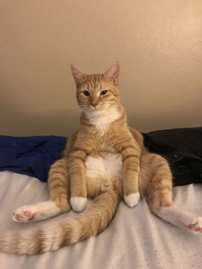 I Constantly Walk In On My Cat Sitting Like This...