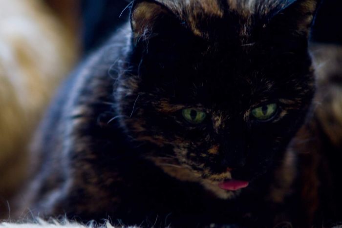 Derby 17-year-old Cat