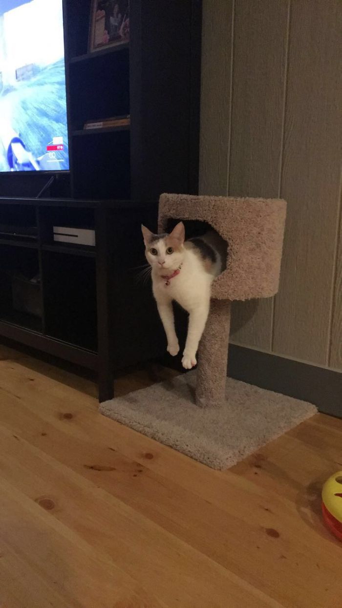 That Just Doesn't Look Comfy....