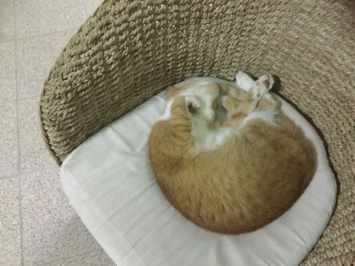 She's The Queen Of Strange Cat Positions