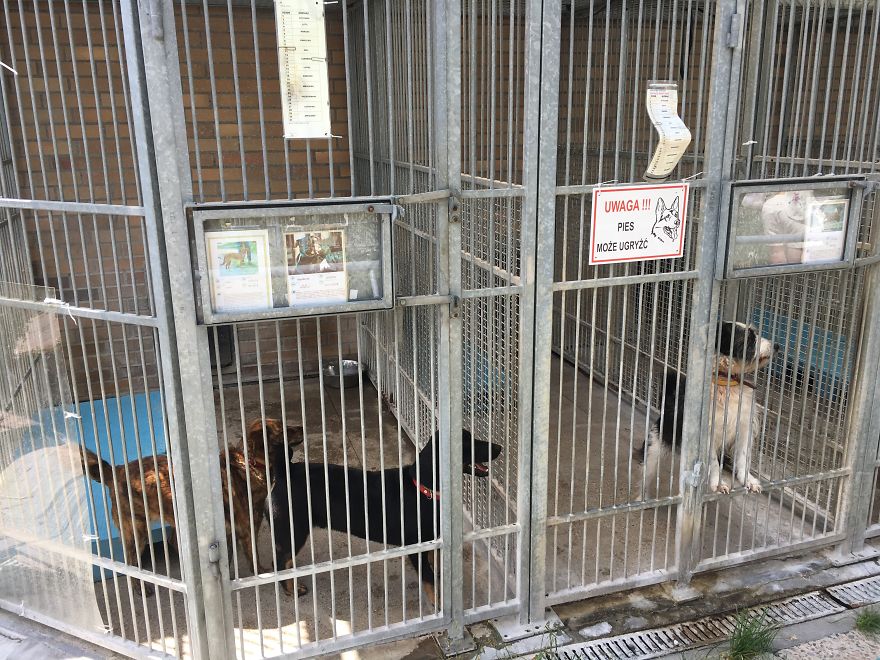 They Saved More Than 1000 Cats And Dogs Last Year