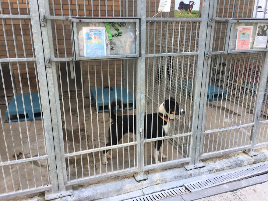 They Saved More Than 1000 Cats And Dogs Last Year