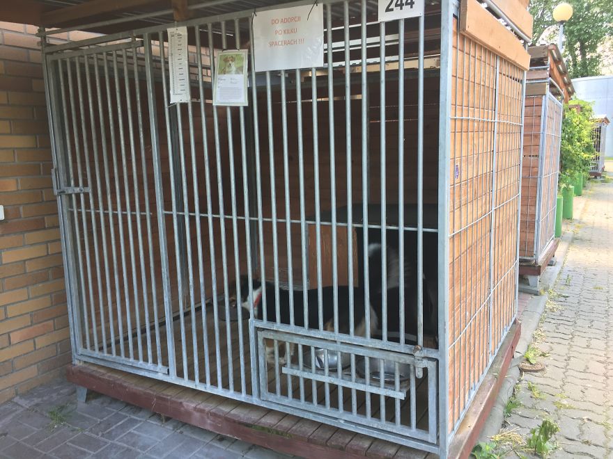 They Saved More Than 1000 Cats And Dogs Last Year