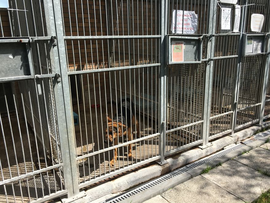 They Saved More Than 1000 Cats And Dogs Last Year