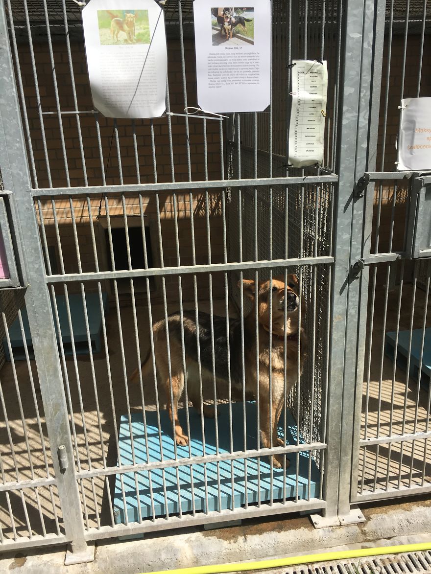 They Saved More Than 1000 Cats And Dogs Last Year