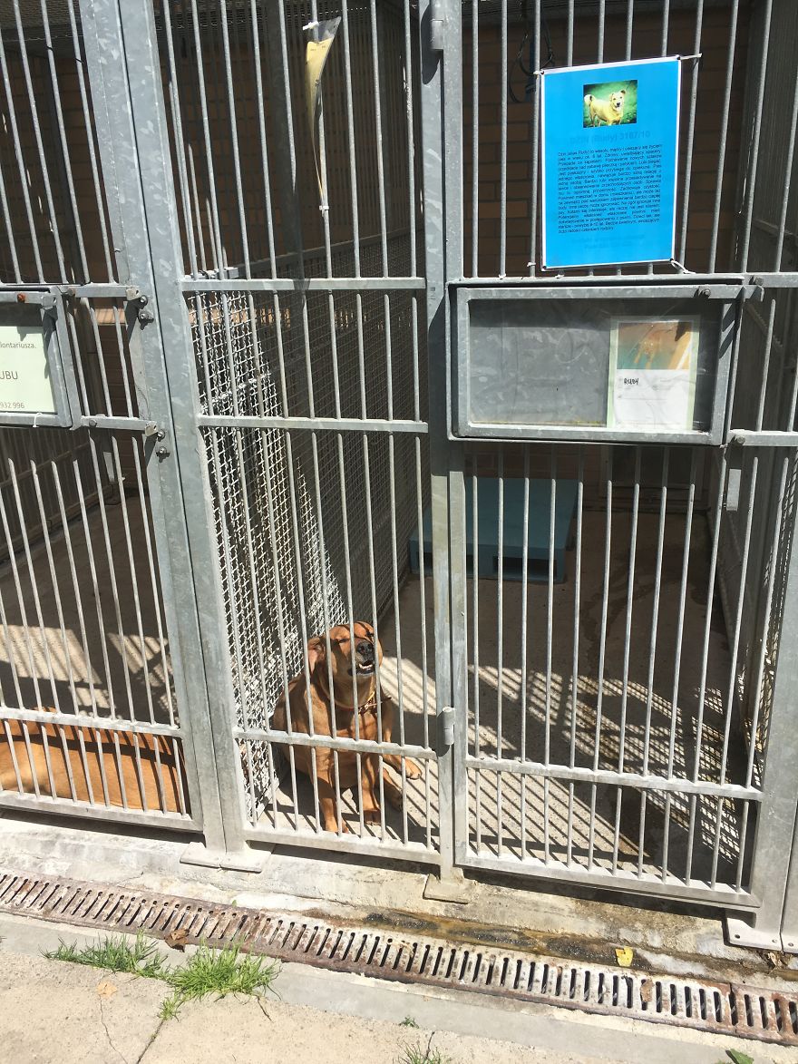 They Saved More Than 1000 Cats And Dogs Last Year They Saved More Than 1000 Cats And Dogs Last Year