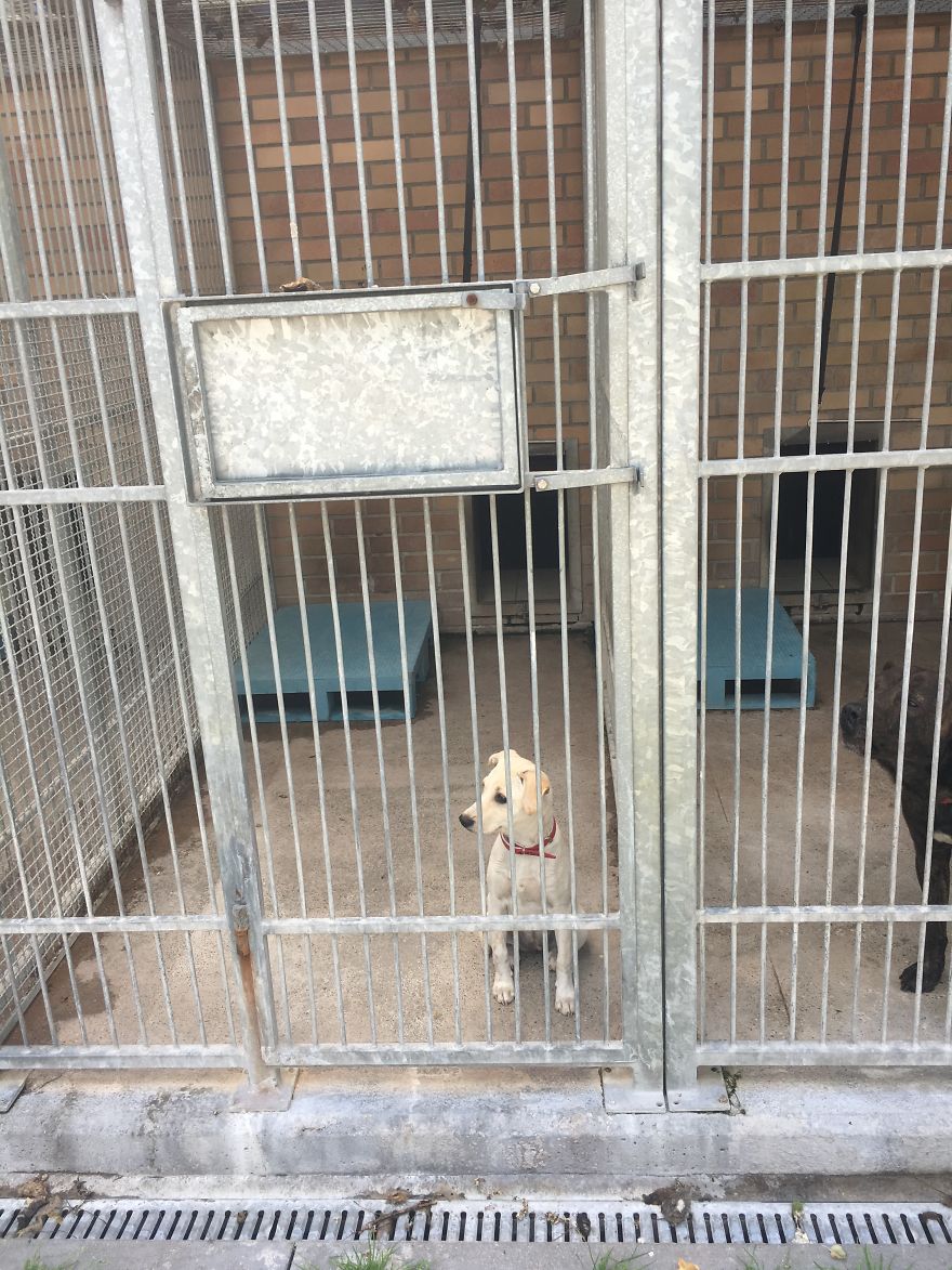 They Saved More Than 1000 Cats And Dogs Last Year They Saved More Than 1000 Cats And Dogs Last Year