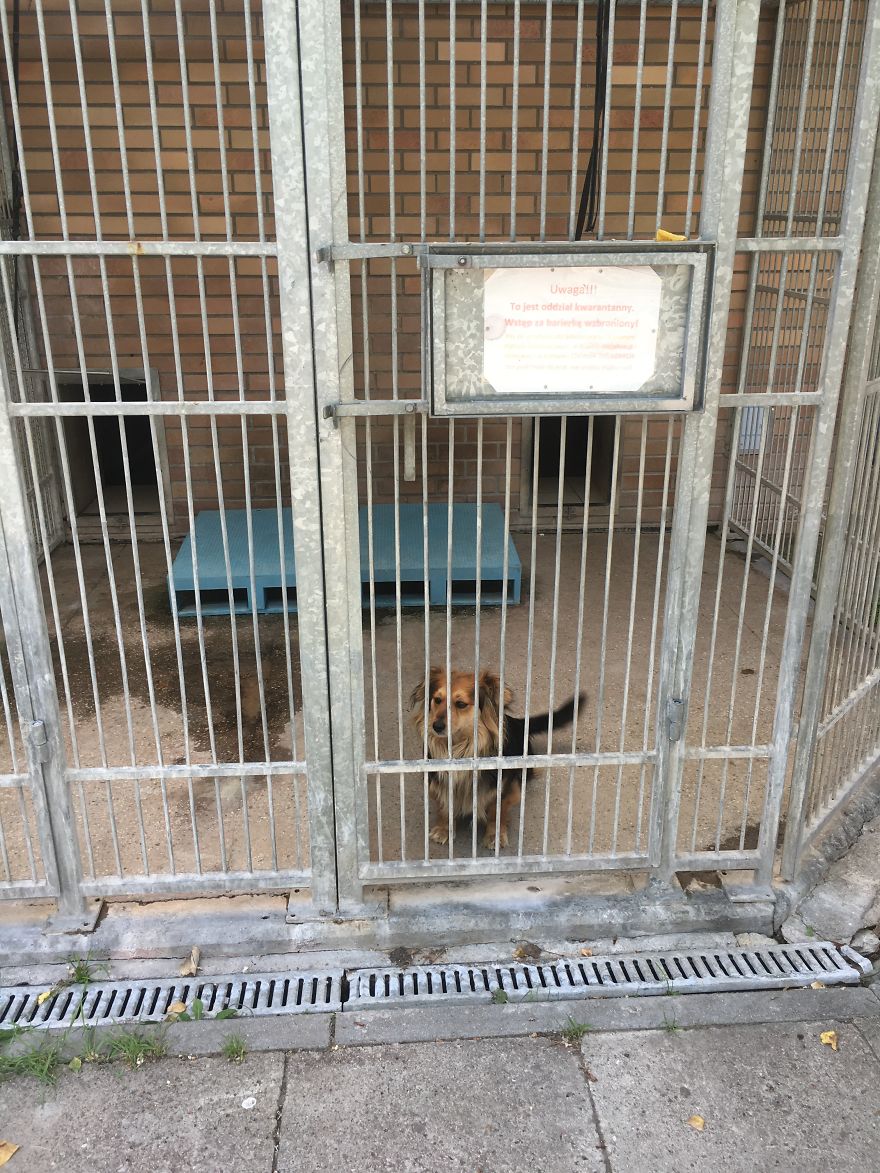 They Saved More Than 1000 Cats And Dogs Last Year