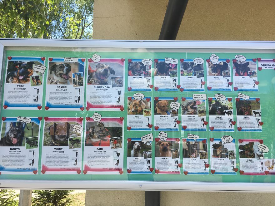 They Saved More Than 1000 Cats And Dogs Last Year They Saved More Than 1000 Cats And Dogs Last Year