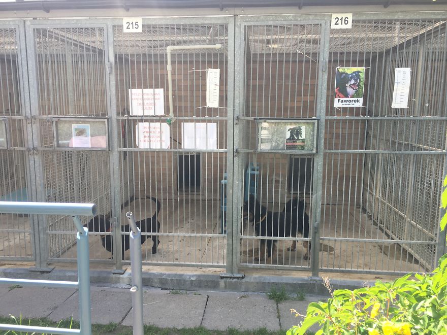 They Saved More Than 1000 Cats And Dogs Last Year