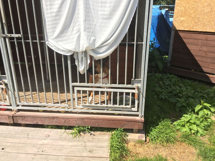 They Saved More Than 1000 Cats And Dogs Last Year