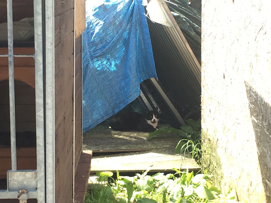 They Saved More Than 1000 Cats And Dogs Last Year