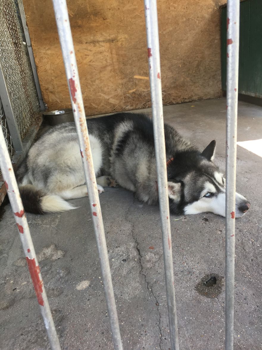 They Saved More Than 1000 Cats And Dogs Last Year They Saved More Than 1000 Cats And Dogs Last Year