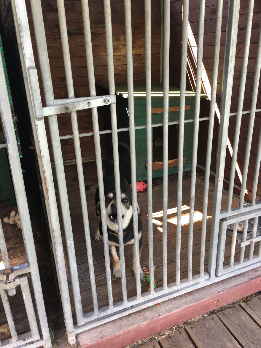 They Saved More Than 1000 Cats And Dogs Last Year