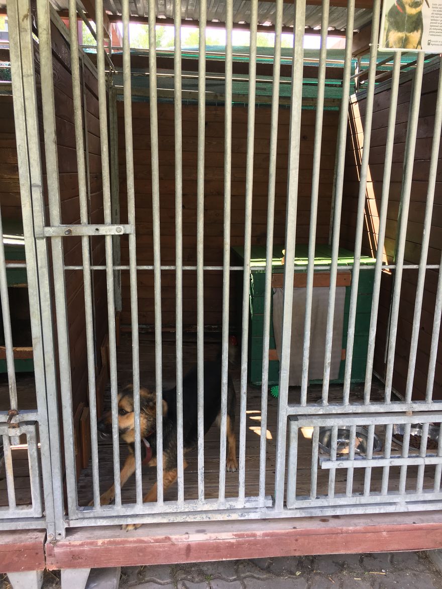 They Saved More Than 1000 Cats And Dogs Last Year