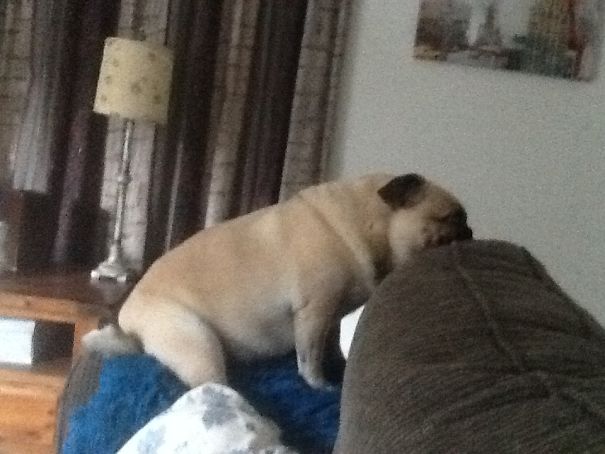 This Is How My Pug Waits For People To Get Home, She Can See The Gate From There