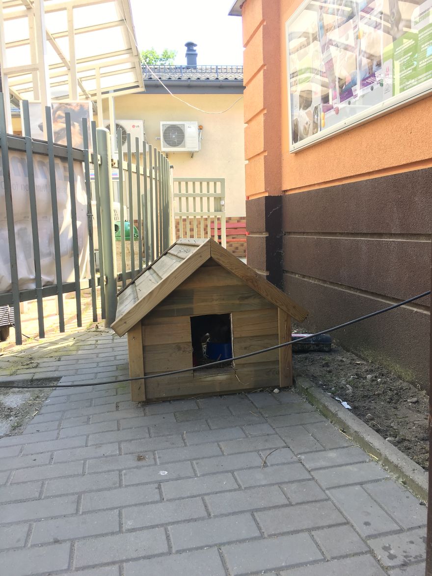 They Saved More Than 1000 Cats And Dogs Last Year