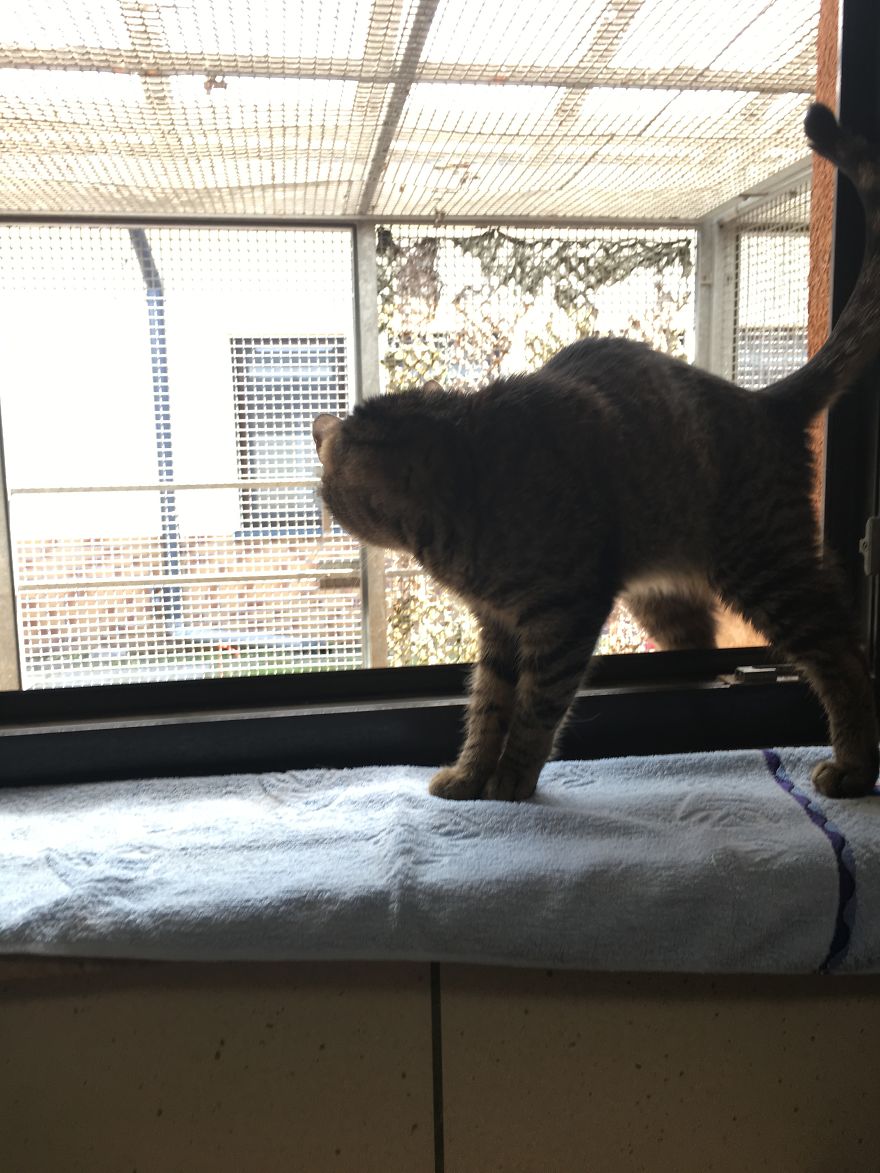 They Saved More Than 1000 Cats And Dogs Last Year They Saved More Than 1000 Cats And Dogs Last Year