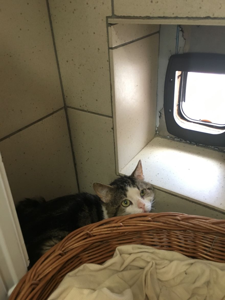 They Saved More Than 1000 Cats And Dogs Last Year