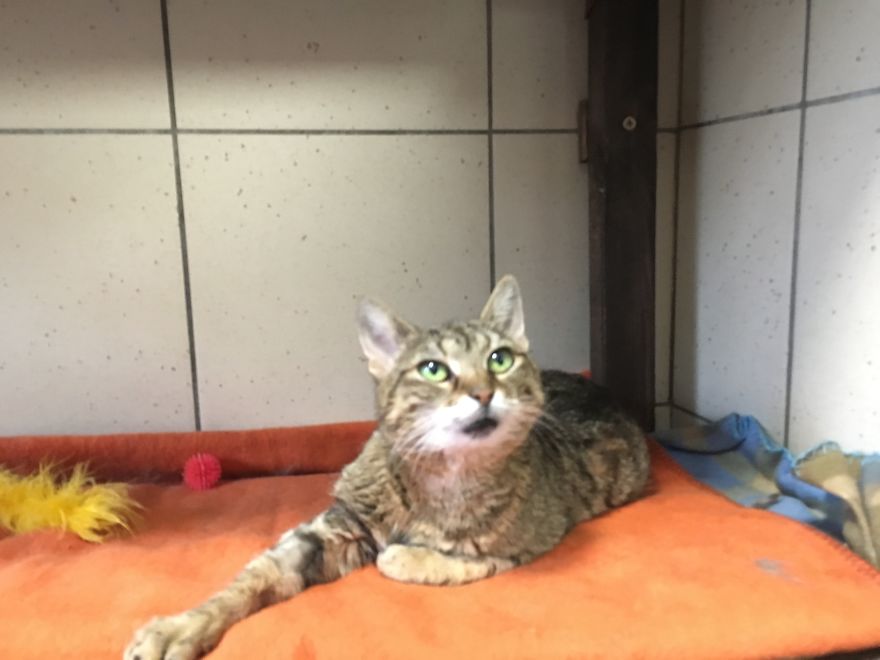 They Saved More Than 1000 Cats And Dogs Last Year