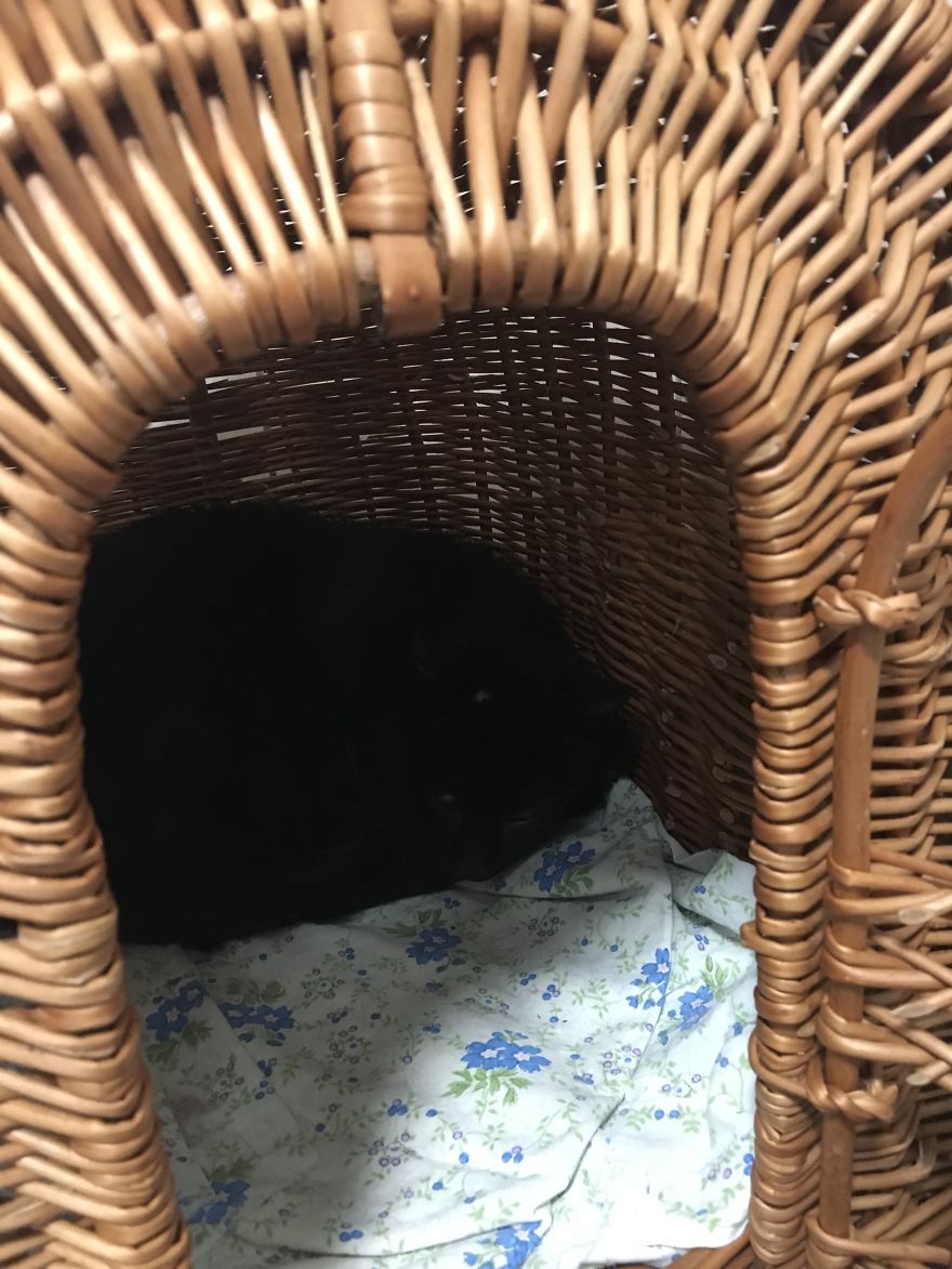 They Saved More Than 1000 Cats And Dogs Last Year They Saved More Than 1000 Cats And Dogs Last Year