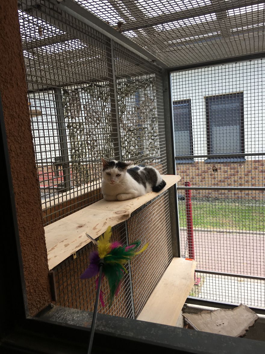 They Saved More Than 1000 Cats And Dogs Last Year They Saved More Than 1000 Cats And Dogs Last Year