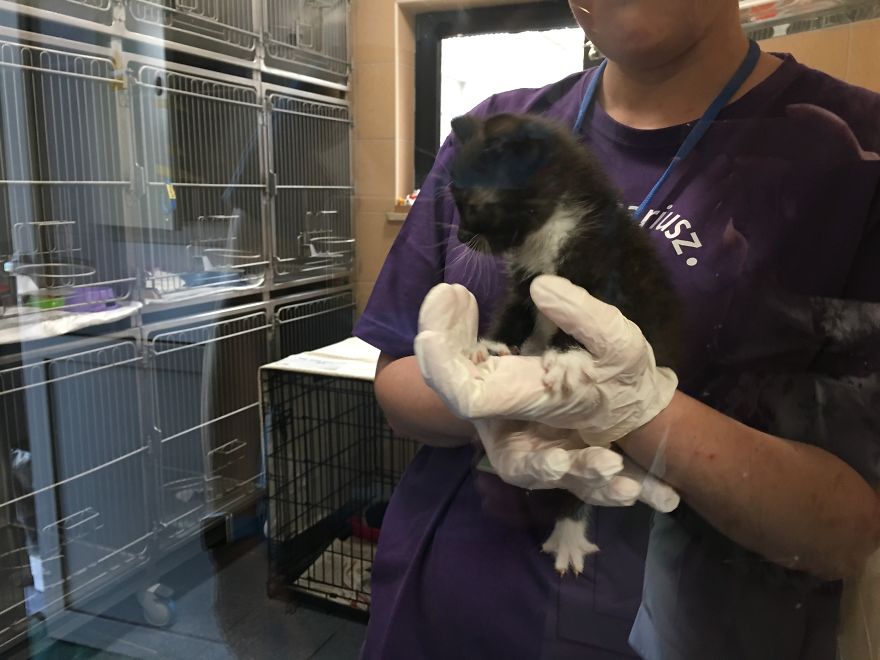 They Saved More Than 1000 Cats And Dogs Last Year