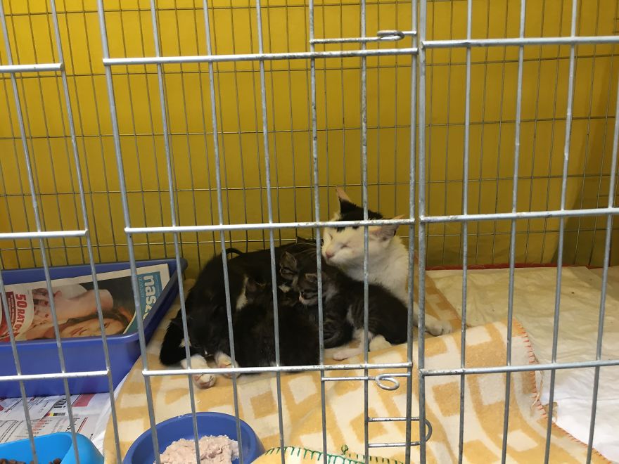 They Saved More Than 1000 Cats And Dogs Last Year